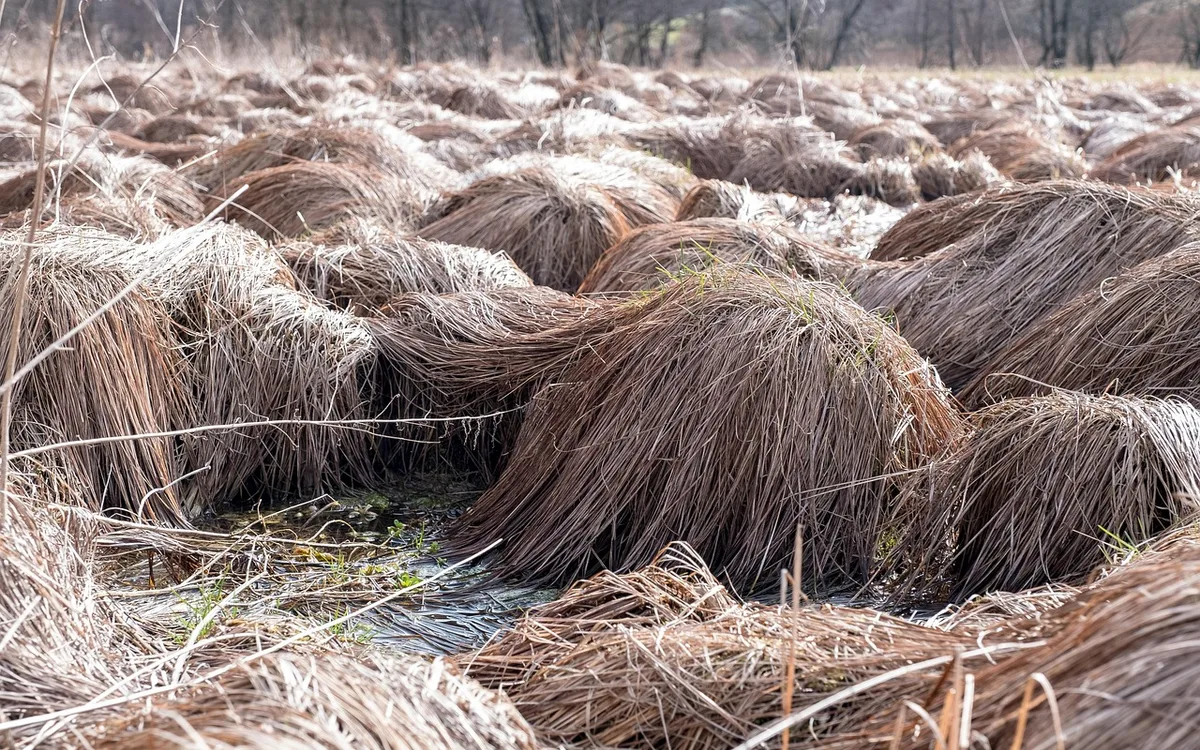Dlaczego sygnatura ma znaczenie dla frankowicza?